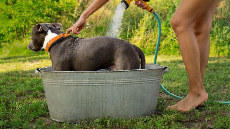 Fülledt, forró napok köszöntenek ránk, és nem árt, ha odafigyelünk kis barátainkra is! A hőguta igencsak veszélyes lehet számukra, ha nem ügyelünk rájuk!
