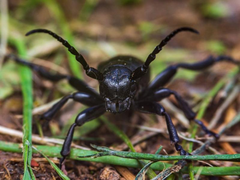 Fedezd fel a természet csodáit a NatGeo szerzőjének vezetésével! Csatlakozz a bogarászás izgalmas világához, és merülj el a részletekben, amelyeket a National Geographic kínál!