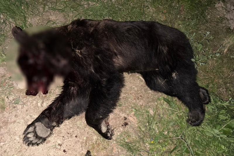 Egy medve öt juhot pusztított el Ivóban, mielőtt végül kilőtték | Székelyhon