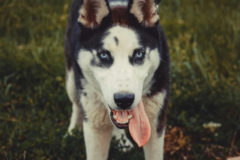 Utcára kiszabadult husky támadt egy szatmári nőre - Megvizsgáltuk, milyen következményekkel számolhat a gazda.